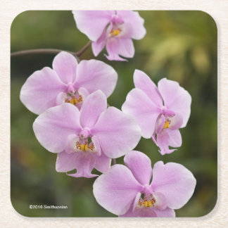 Phalaenopsis Schilleriana Underlägg Papper Kvadrat