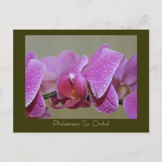 Phalaenopsis Sp. Orchid Vykort