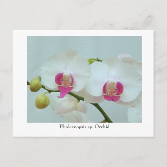 Phalaenopsis sp. Orchid Vykort (Framsida)