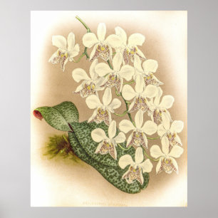 Phalaenopsis stuartiana Orchid Poster
