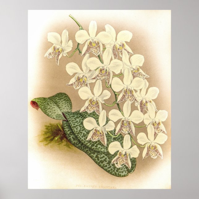 Phalaenopsis stuartiana Orchid Poster (Framsidan)