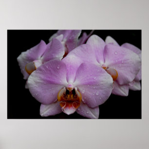PhalaenopsisOrchids Poster