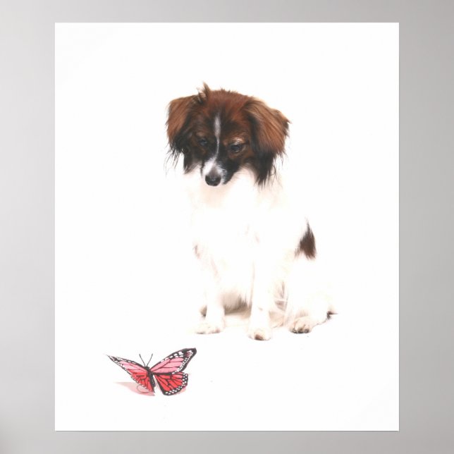Phalene Papillon med Butterfly Poster (Framsidan)