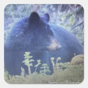 Phantom Black Bear Fyrkantigt Klistermärke