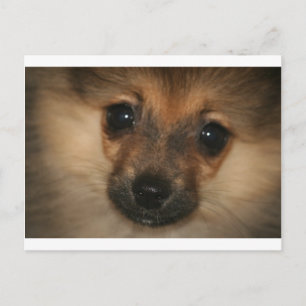 Phantom Hund Vykort