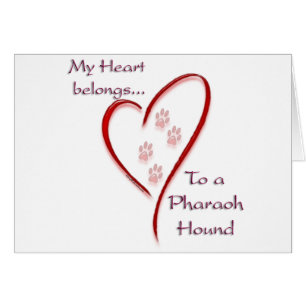 Pharaoh Hound Heart-Tillhör Hälsningskort