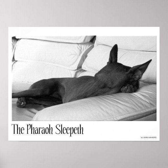 Pharaoh Hound | Pharoah Sleepeth Poster (Framsidan)
