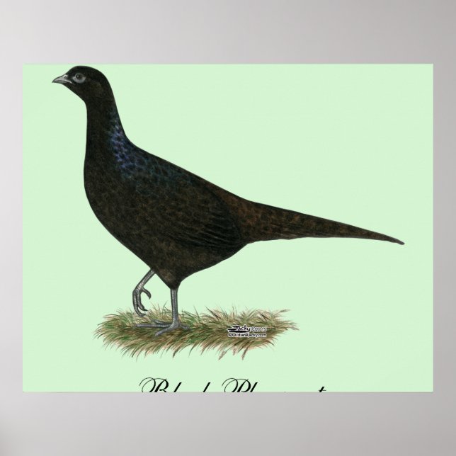 Pheasant Black Hen Poster (Framsidan)