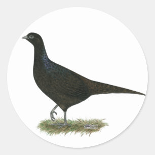Pheasant Black Hen Runt Klistermärke