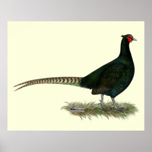 Pheasant Black Tupp Poster