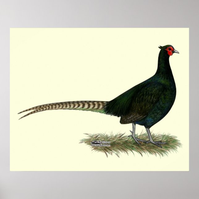 Pheasant Black Tupp Poster (Framsidan)
