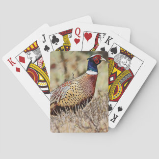 Pheasant Casinokort