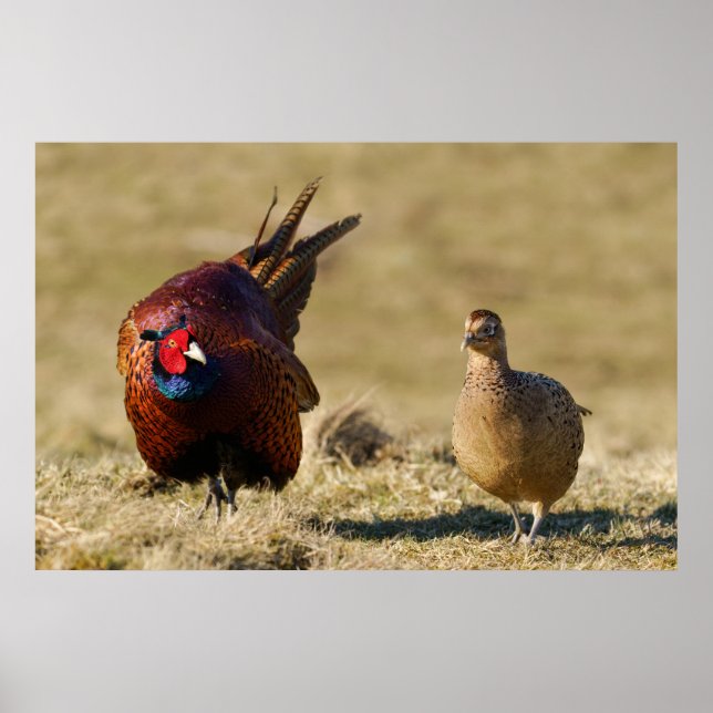 Pheasant Courtship Poster (Framsidan)