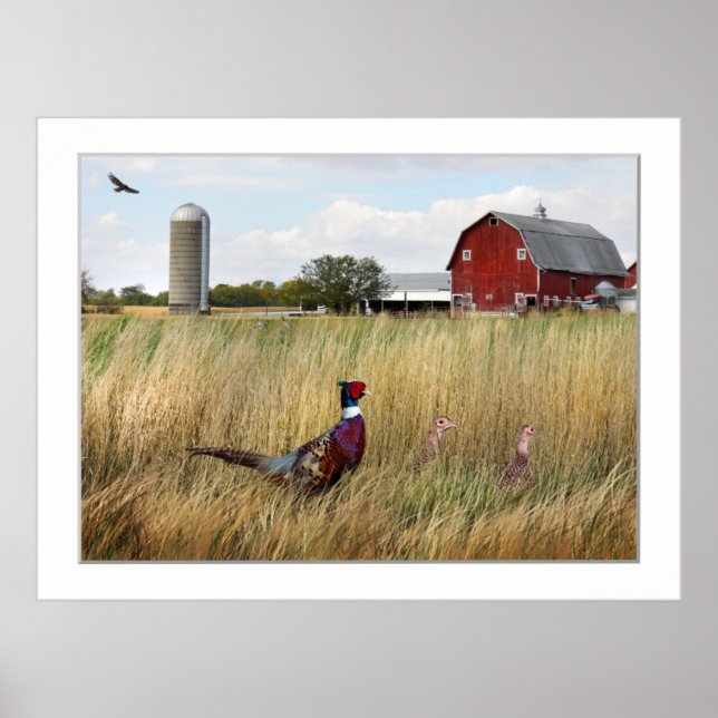 Pheasant Farm Poster (Framsidan)
