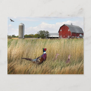 Pheasant Farm Vykort
