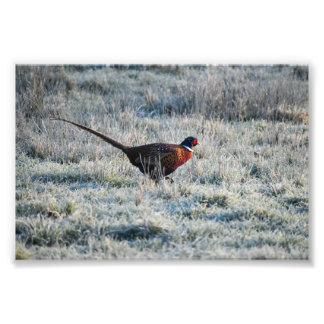 Pheasant  fototryck