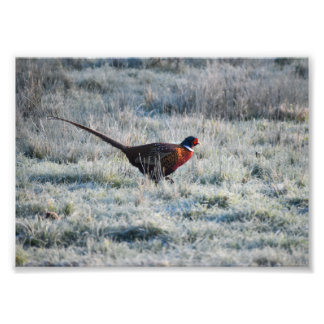 Pheasant  fototryck