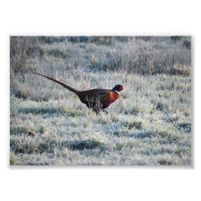 Pheasant  fototryck (Framsidan)