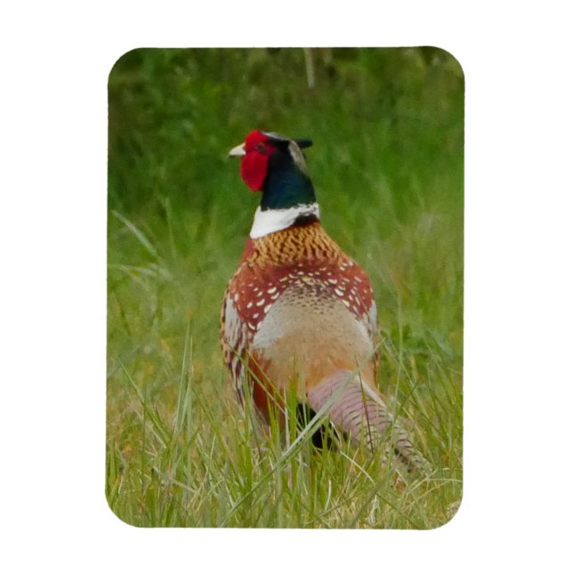 Pheasant Magnet (Vertikal)