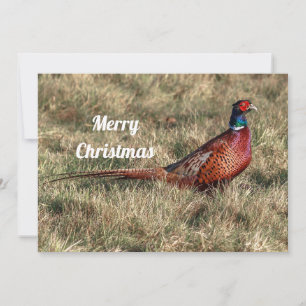 Pheasant Photo jul Flat Julkort