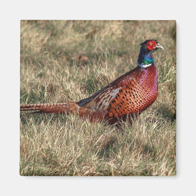 Pheasant Photo Magnet (Framsidan)