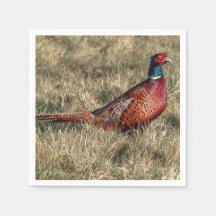 Pheasant Photo