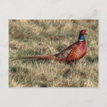 Pheasant Photo