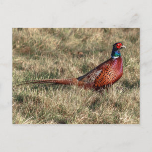 Pheasant Photo Vykort