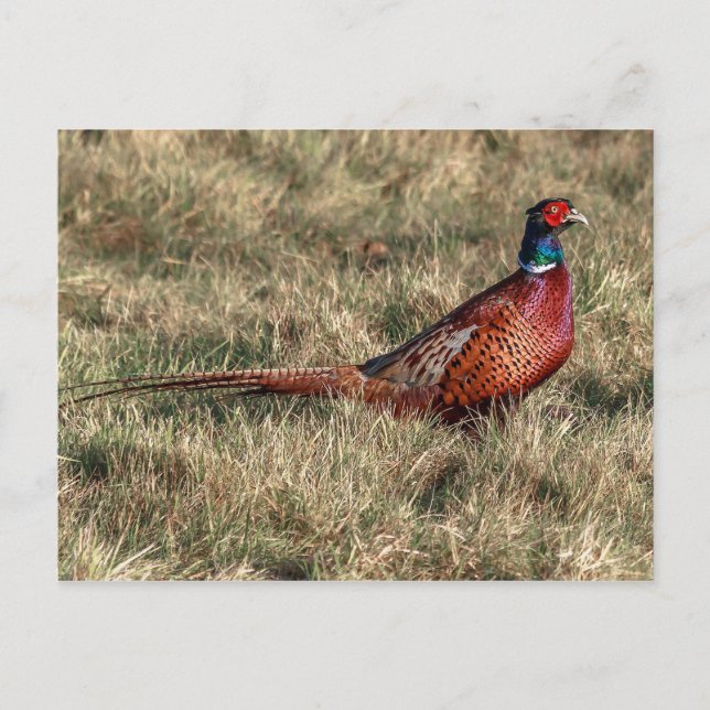 Pheasant Photo Vykort (Framsida)