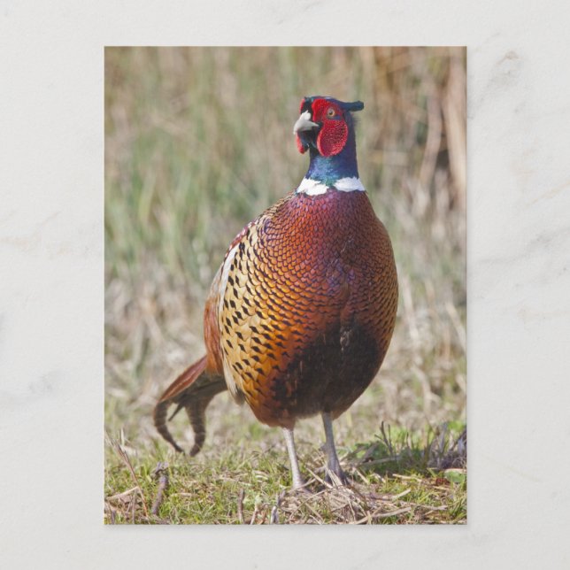 Pheasant Postcard Vykort (Framsida)