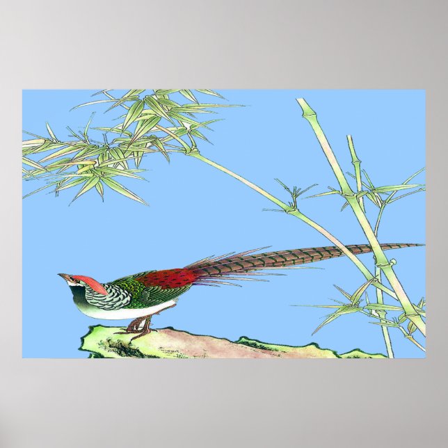 Pheasant poster Teckning 7 (Framsidan)