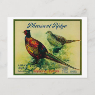 Pheasant Ridge Apple Låda-etikett Vykort