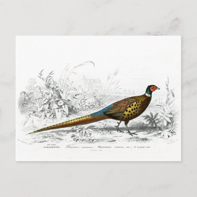 Pheasant till jul - Ring Necked Pheasant - Helg Vykort (Framsida)
