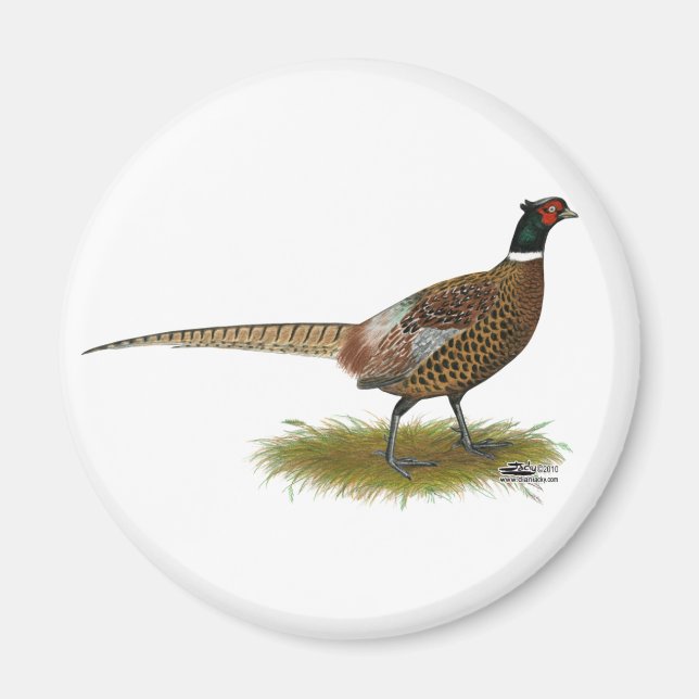 Pheasant Tupp Magnet (Framsidan)