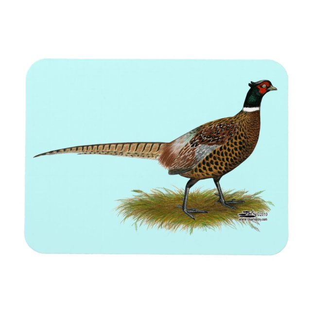 Pheasant Tupp Magnet (Horisontell)
