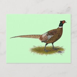 Pheasant Tupp Vykort
