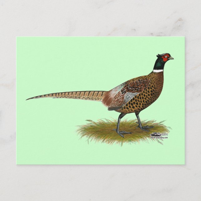 Pheasant Tupp Vykort (Framsida)
