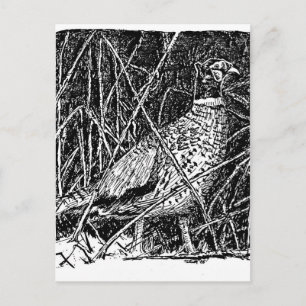 Pheasant (Tupp) Vykort