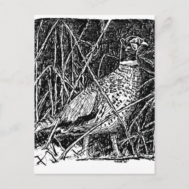 Pheasant (Tupp) Vykort (Framsida)