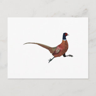 PHEASANT VYKORT