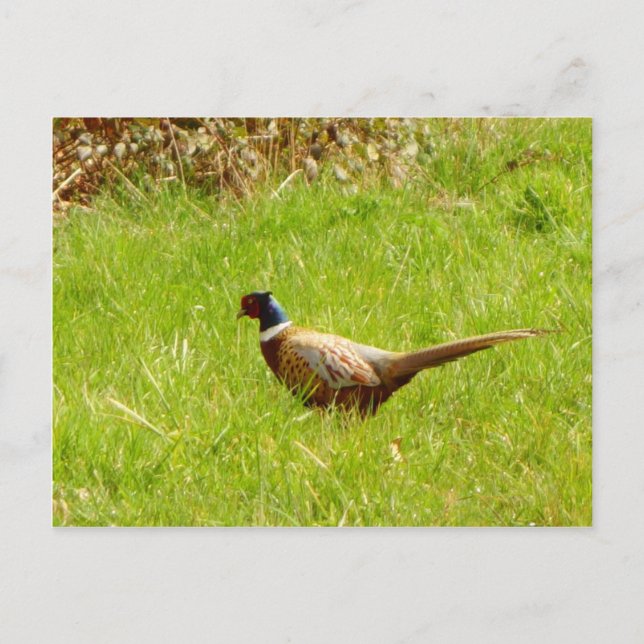 Pheasant-vykort Vykort (Framsida)