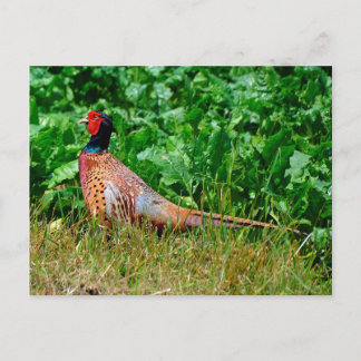 Pheasant-vykort Vykort