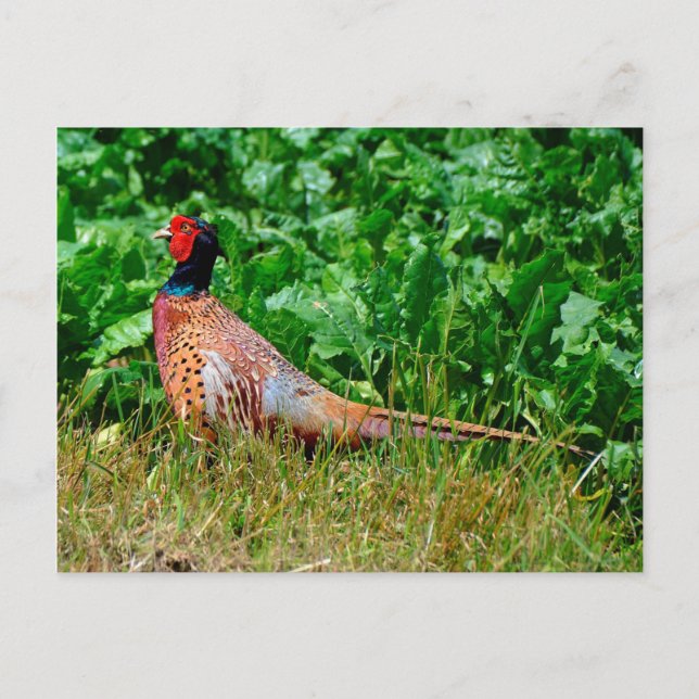 Pheasant-vykort Vykort (Framsida)