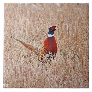 Pheasanten belägger med tegel stor 6" x 6", kakelplatta