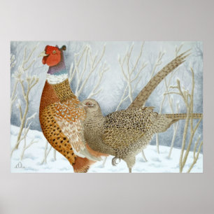 Pheasants i snön poster