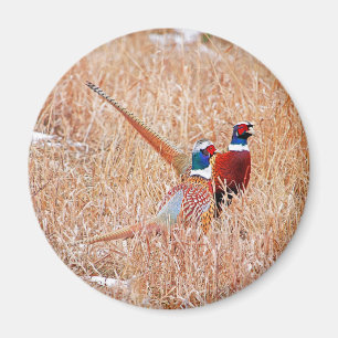 Pheasants ring-nacke magnet
