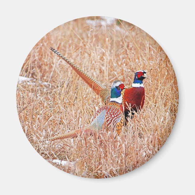 Pheasants ring-nacke magnet (Framsidan)