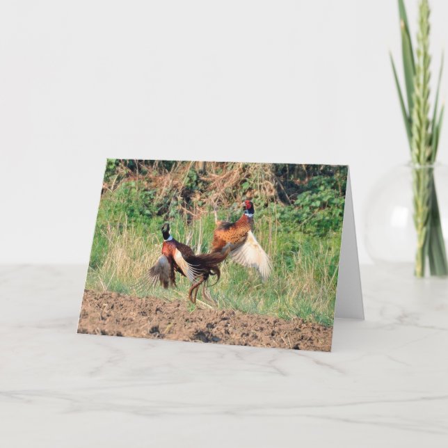 Pheasants som slåss hälsningkortet kort (Framsida)