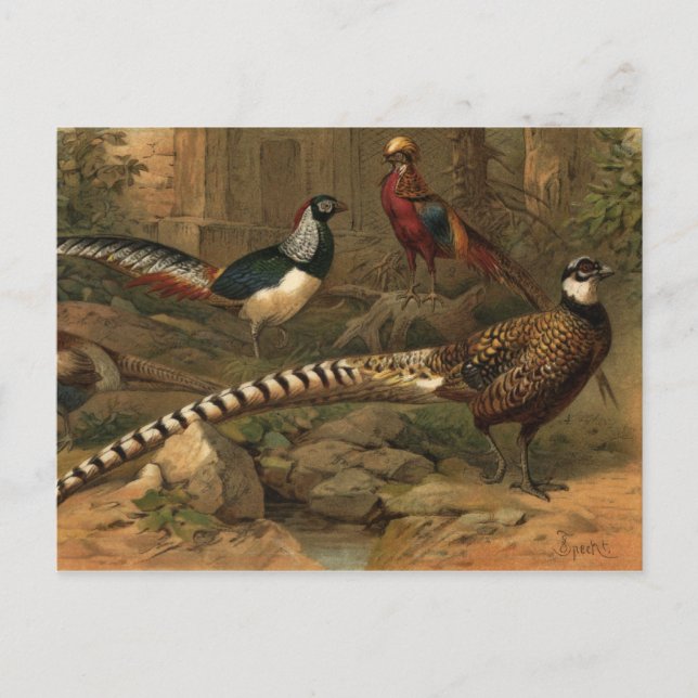 Pheasants-vykort Vykort (Framsida)