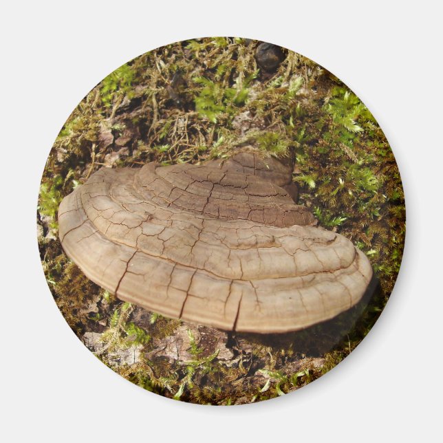 Phellinus igniarius Mushroom Magnet (Framsidan)